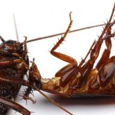 come eliminare blatte scarafaggi casa guida disinfestazione