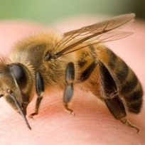 cosa-fare-come-agire-puntura-vespe-api-calabroni