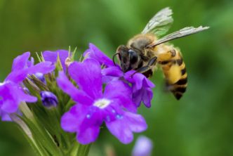 allontanare-api-vespe-calabroni-metodi-green-naturali