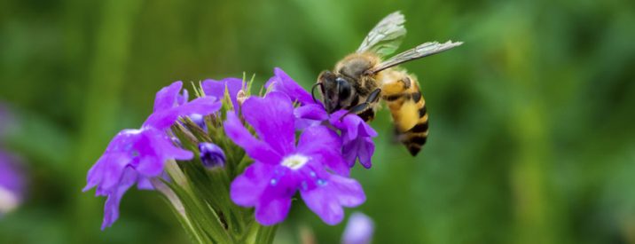 allontanare-api-vespe-calabroni-metodi-green-naturali