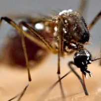 zanzare-quanti-tipi-esistono-quali-sono-piu-comuni-italia