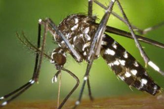 Zanzara Tigre Evitare Puntura Prevenzione Disinfestazioni