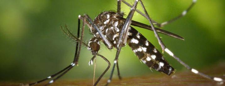 Zanzara Tigre Evitare Puntura Prevenzione Disinfestazioni