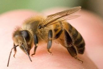 cosa-fare-come-agire-puntura-vespe-api-calabroni