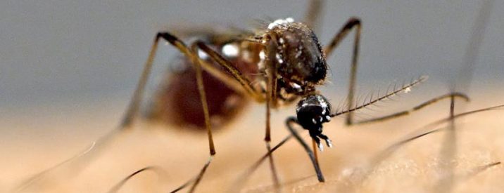 zanzare-quanti-tipi-esistono-quali-sono-piu-comuni-italia