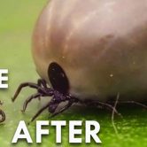 Come Difendersi Zecche Malattia Lyme